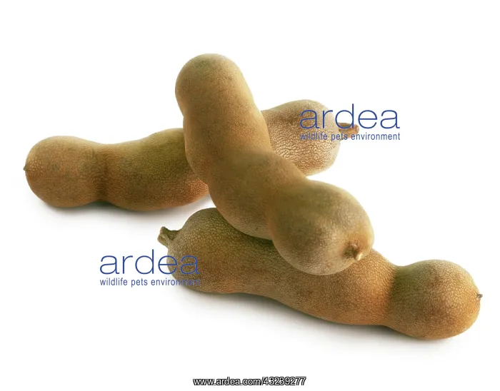 : Tamarind, Tamarindus indica : Tamarind, Tamarindus indica