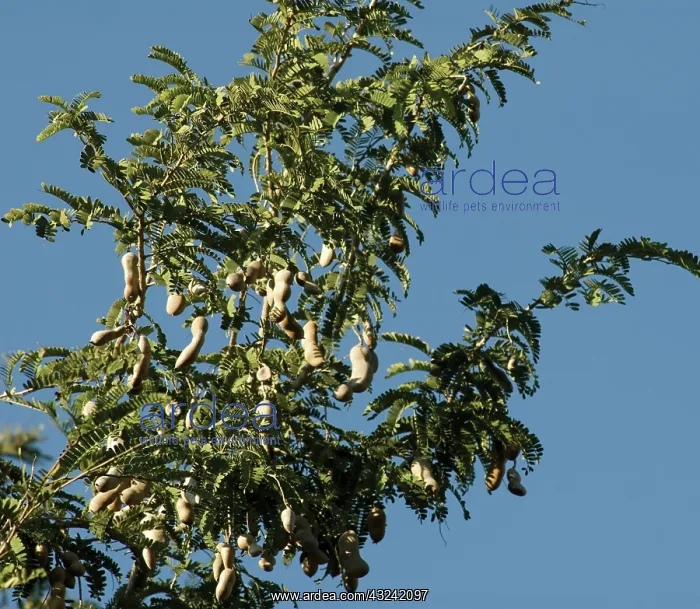 : Tamarind, Tamarindus indica : Tamarind, Tamarindus indica