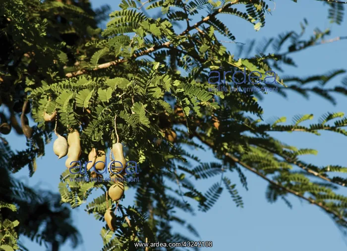 : Tamarind, Tamarindus indica : Tamarind, Tamarindus indica