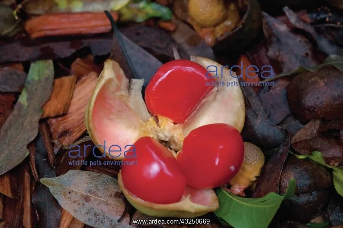 : Tamarind, Small -leaved Tamarind, Diploglottis campbellii : Tamarind, Small -leaved Tamarind, Diploglottis campbellii