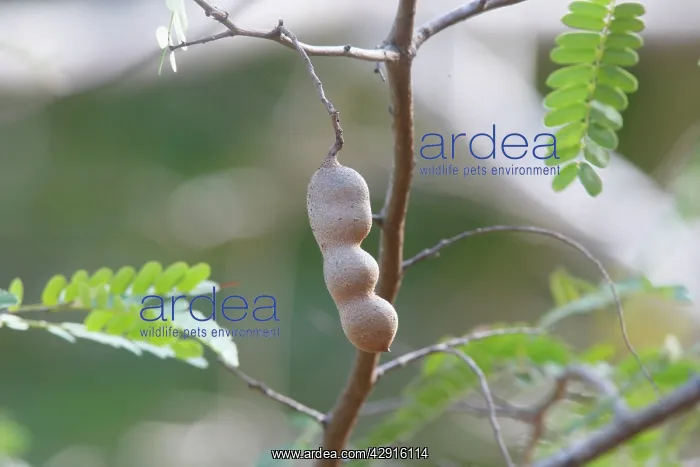: Tamarind - fruit : Tamarind - fruit