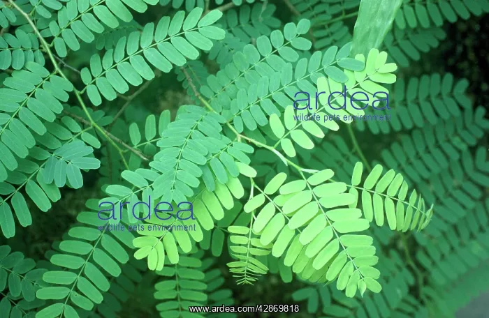 : Tamarind Tree - close-up of leaves : Tamarind Tree - close-up of leaves
