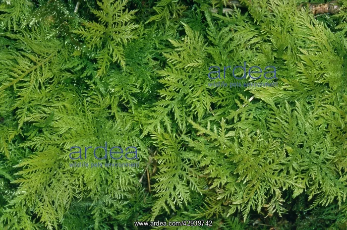 : Tamarish Leaved Feather Moss : Tamarish Leaved Feather Moss