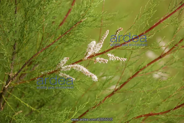 : Tamarisk (Tamarix gallica). Dorset coast, UK. Tamarix anglica : Tamarisk (Tamarix gallica). Dorset coast, UK. Tamarix anglica