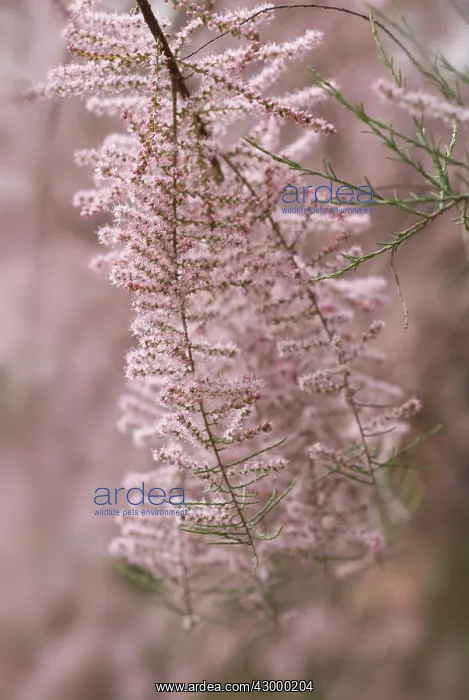 : Tamarisk, Tamarix tetrandra : Tamarisk, Tamarix tetrandra
