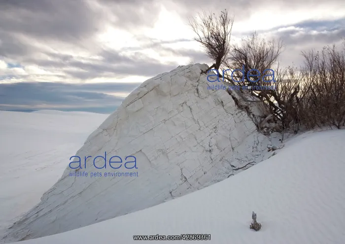 : Tamarisk - growing on dunes, causing solid block : Tamarisk - growing on dunes, causing solid block