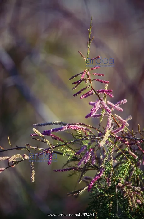 : Tamarisk / Salt-cedar Flowers - weed tree, native : Tamarisk / Salt-cedar Flowers - weed tree, native