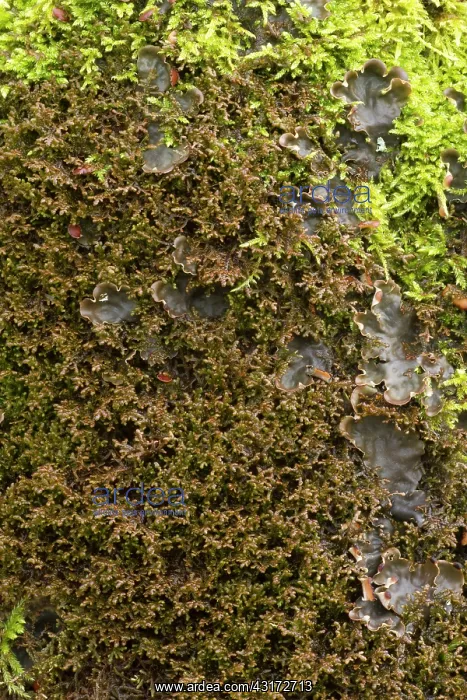 : Tamarisk scalewort with moss and lichen on a trunk : Tamarisk scalewort with moss and lichen on a trunk