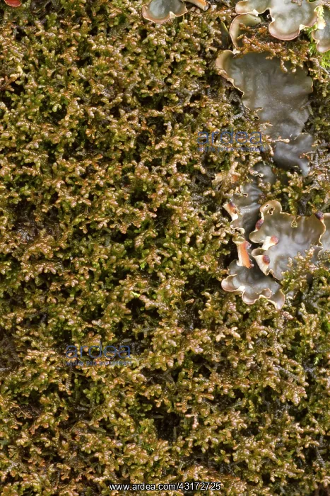 : Tamarisk scalewort with moss and lichen on a trunk : Tamarisk scalewort with moss and lichen on a trunk