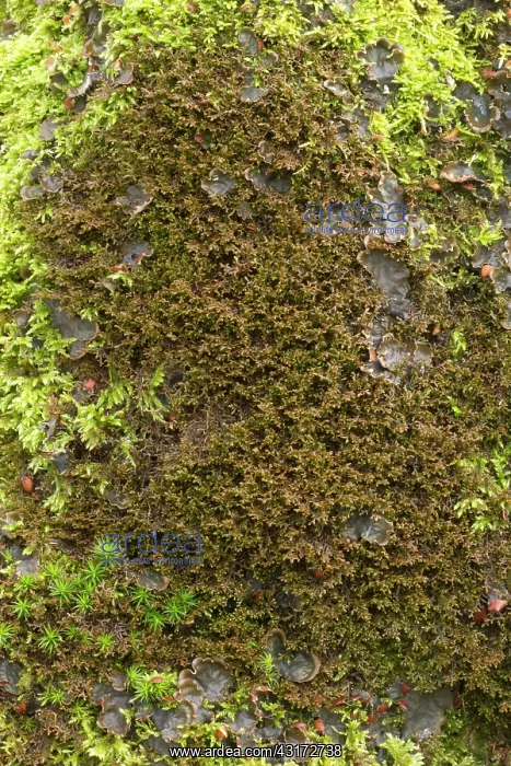 : Tamarisk scalewort with moss and lichen on a trunk : Tamarisk scalewort with moss and lichen on a trunk