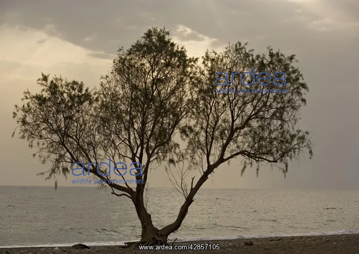 : Tamarisk tree, by the sea : Tamarisk tree, by the sea