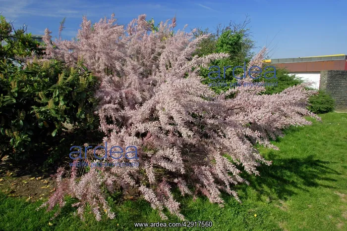 : Tamarix - in flower, on motorway side : Tamarix - in flower, on motorway side
