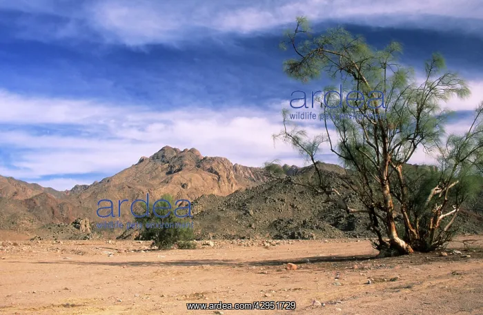 : Tamarix trees in a small valley : Tamarix trees in a small valley