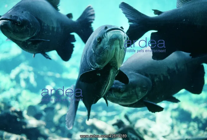 : TAMBAQUI FISH : TAMBAQUI FISH