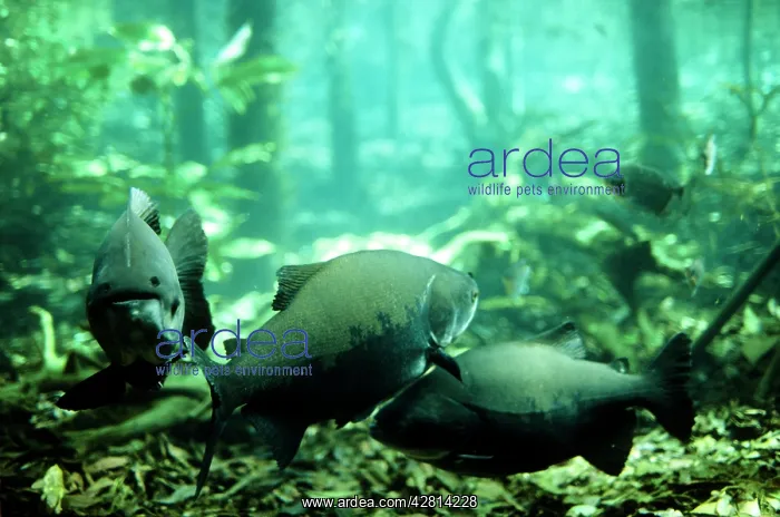 : Tambaqui Fish - flooded forest : Tambaqui Fish - flooded forest