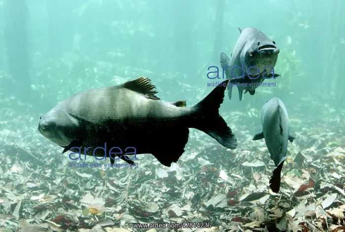: Tambaqui Fish - seed eating : Tambaqui Fish - seed eating