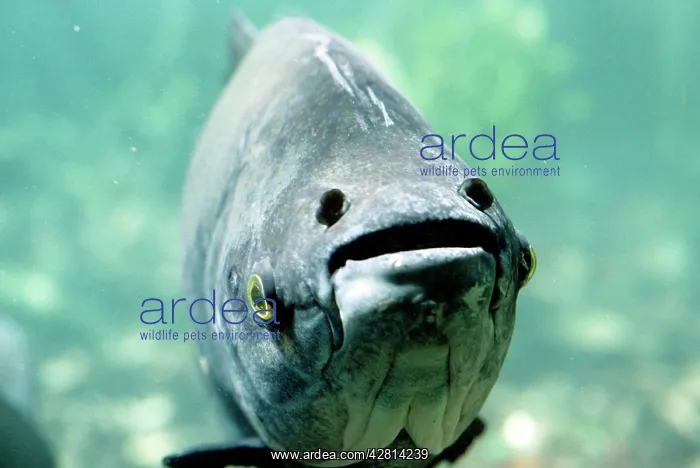 : Tambaqui Fish - seed eating : Tambaqui Fish - seed eating