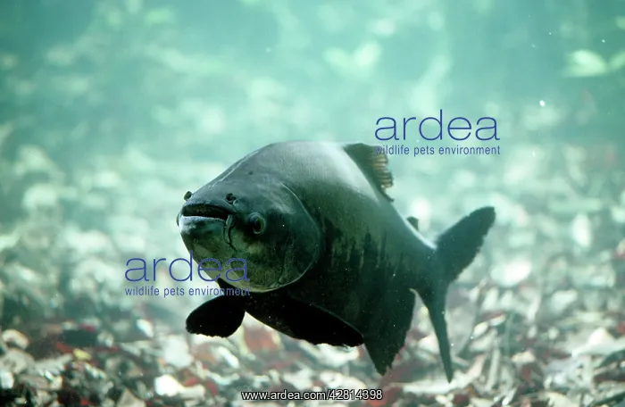 : Tambaqui Fish - seed eating : Tambaqui Fish - seed eating