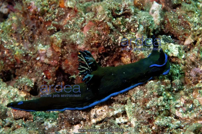 : Tambja Nudibranch : Tambja Nudibranch