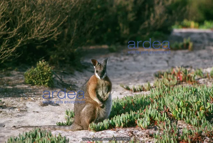 : Tammar Wallaby : Tammar Wallaby