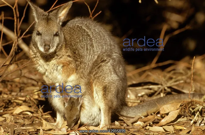 : Tammar wallaby - mother with young in pouch : Tammar wallaby - mother with young in pouch