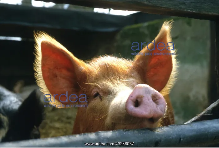 : TAMWORTH PIG : TAMWORTH PIG