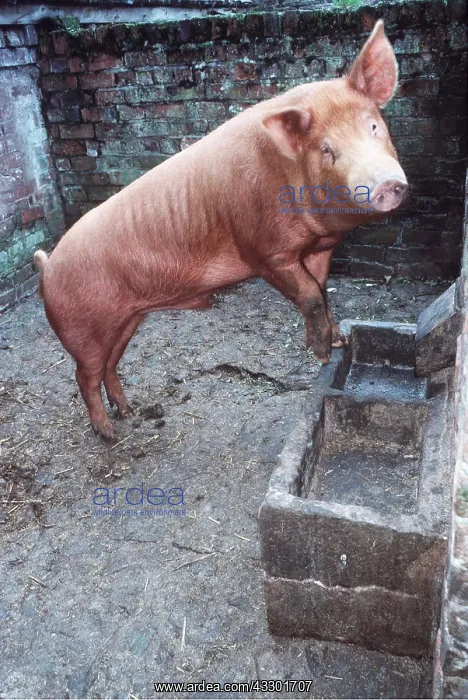 : TAMWORTH PIG : TAMWORTH PIG