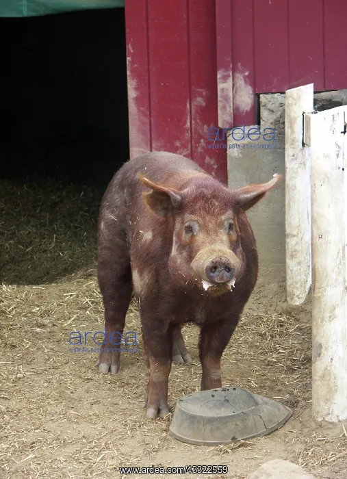 : Tamworth Pig : Tamworth Pig