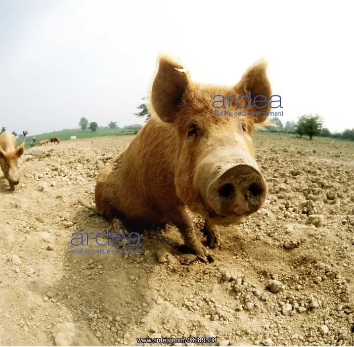 : TAMWORTH PIG - Close up using Fish Eye Lens : TAMWORTH PIG - Close up using Fish Eye Lens