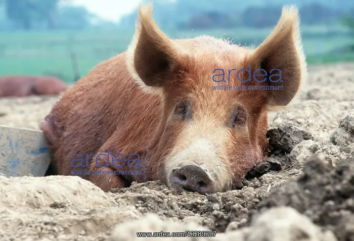 : TAMWORTH PIG - LYING DOWN : TAMWORTH PIG - LYING DOWN