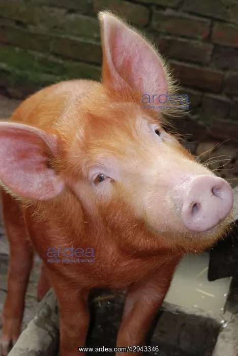 : Tamworth Pig: old English breed : Tamworth Pig: old English breed