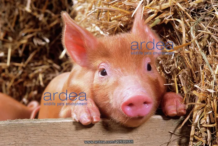  : Tamworth Pig - piglet looking over pen