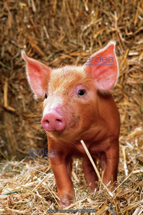  : Tamworth PIG - piglet standing in straw