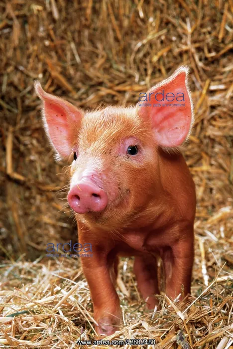  : Tamworth Pig - Piglet in straw