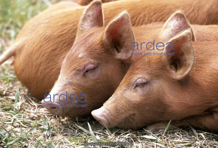 : TAMWORTH PIG - Piglets sleeping : TAMWORTH PIG - Piglets sleeping