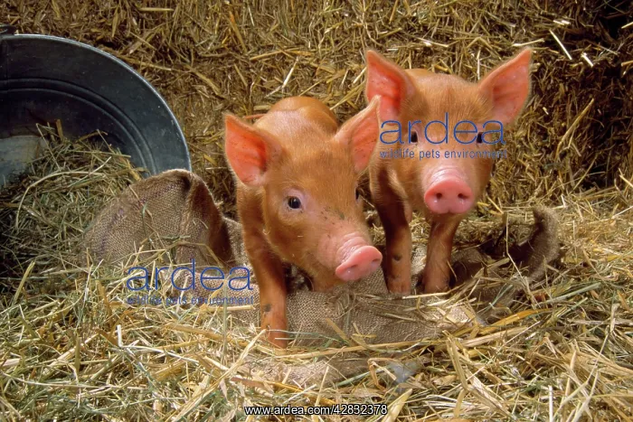  : Tamworth Pig - piglets in straw