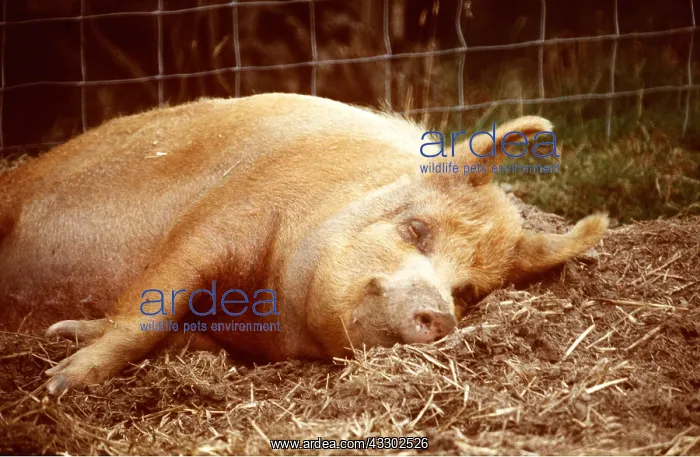 : TAMWORTH PIG - SLEEPS IN PEN : TAMWORTH PIG - SLEEPS IN PEN