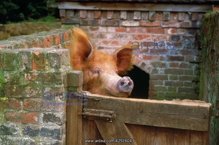  : Tamworth Pig - in sty