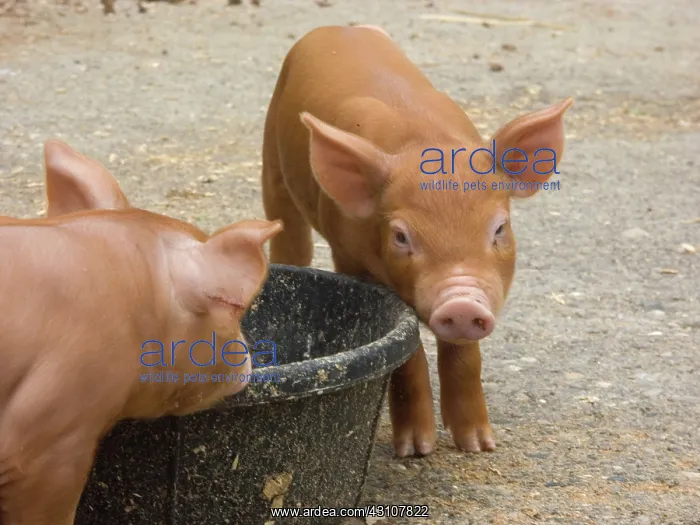 : Tamworth Pigs : Tamworth Pigs