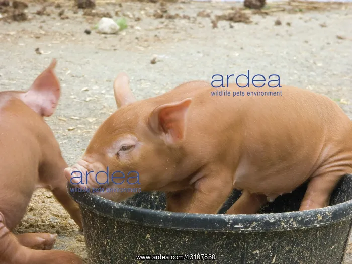 : Tamworth Pigs : Tamworth Pigs