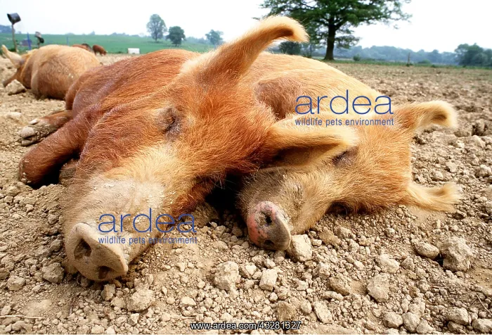 : Tamworth Pigs - sleeping, close up of heads : Tamworth Pigs - sleeping, close up of heads