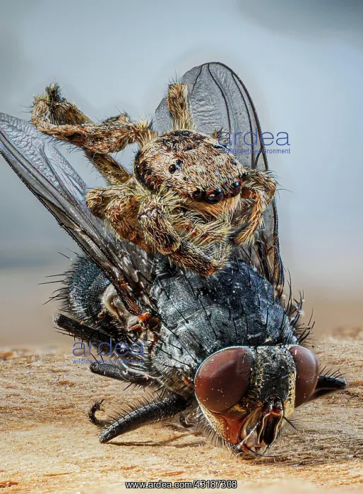 : Tan jumping spider (Platycryptus undatus) with house : Tan jumping spider (Platycryptus undatus) with house