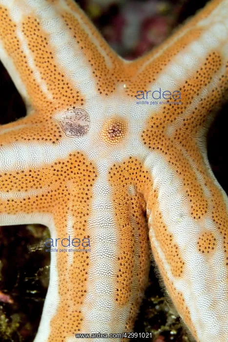 : Tan Sea Star : Tan Sea Star