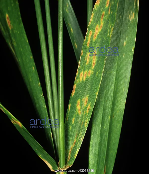 : Tan spot lesion on wheat leaves : Tan spot lesion on wheat leaves