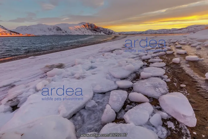 : Tanafjord winter - low winter sun casts warm light over Tana : Tanafjord winter - low winter sun casts warm light over Tana