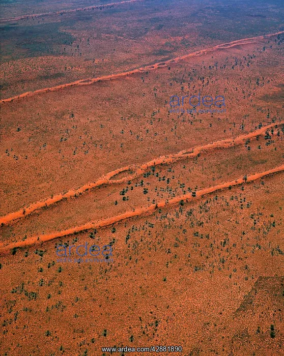 : Tanami Desert vegetation: spinifex, desert oaks & acacias : Tanami Desert vegetation: spinifex, desert oaks & acacias