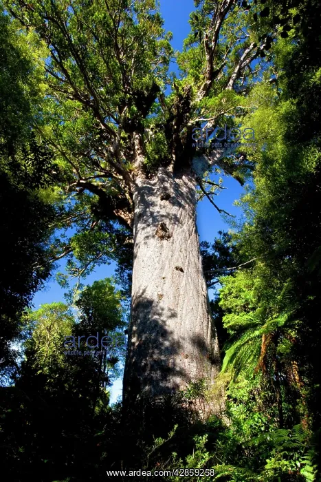: Tane Mahuta - this giant Kauri tree is the largest : Tane Mahuta - this giant Kauri tree is the largest