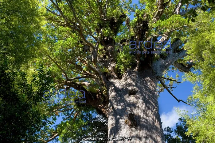 : Tane Mahuta - this giant Kauri tree is the largest : Tane Mahuta - this giant Kauri tree is the largest