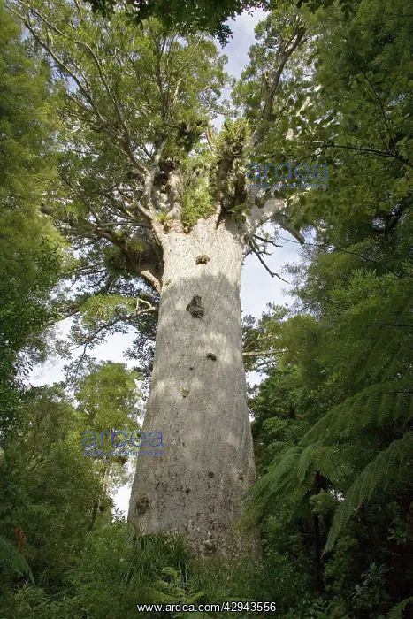 : Tane Mahuta Kauri Tree - in Waipoua Kauri Forest : Tane Mahuta Kauri Tree - in Waipoua Kauri Forest