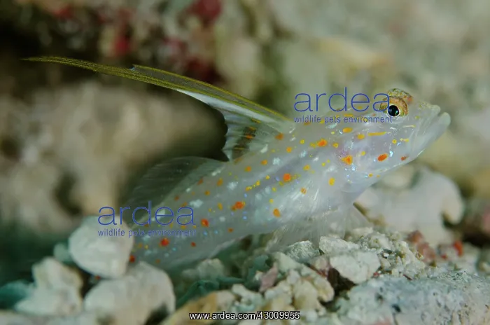 : Tangaroa Shrimpgoby with very long dorsal fin Sebayor : Tangaroa Shrimpgoby with very long dorsal fin Sebayor